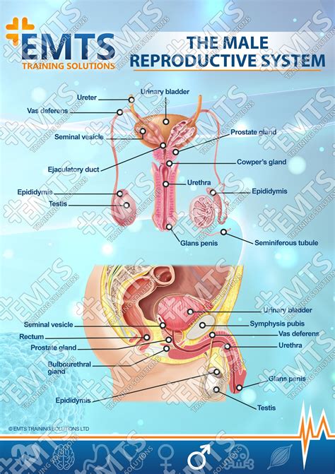 Male Genitalia Pictures, Anatomy & Diagram 